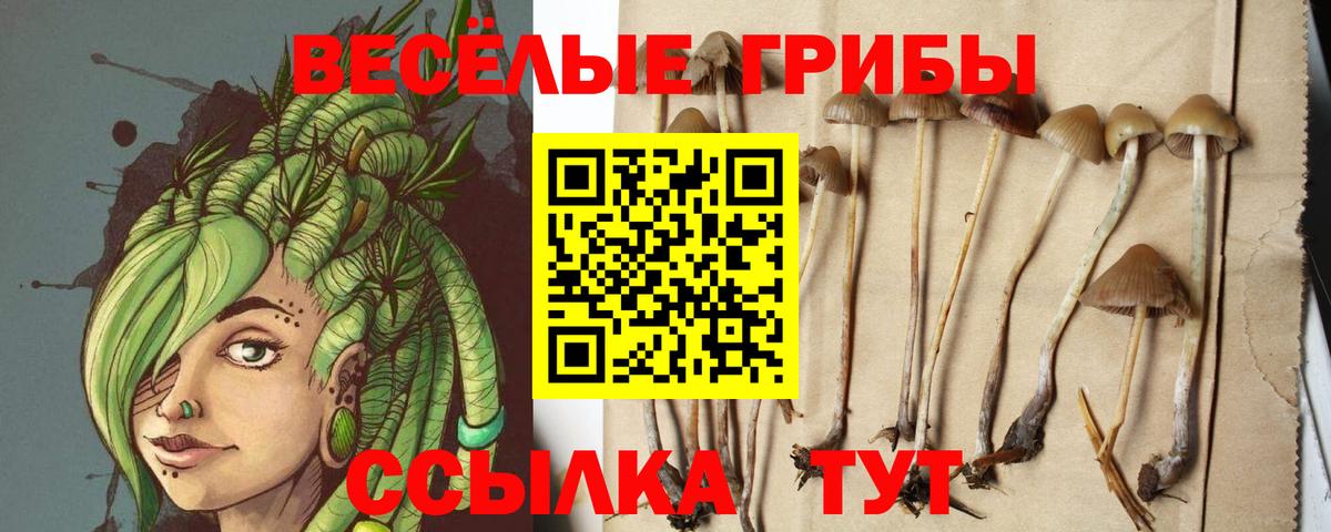 Новосибирск  Псилоцибиновые грибы ЛСД  Вход с VPN 
